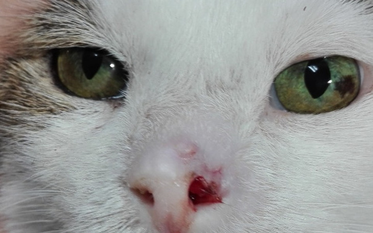 Zbiórka Kajtka znowu zaaatakował rak - zdjęcie główne