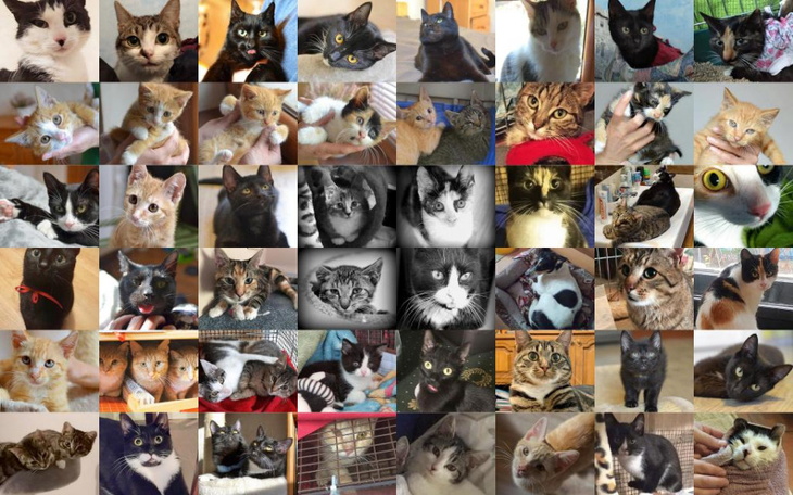 Kolaż zdjęć różnych kotów, ukazujący ich różnorodność.