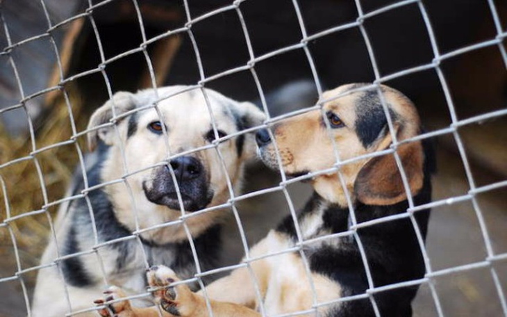 Zbiórka Na Leki Żywność Dla Schroniska - zdjęcie główne