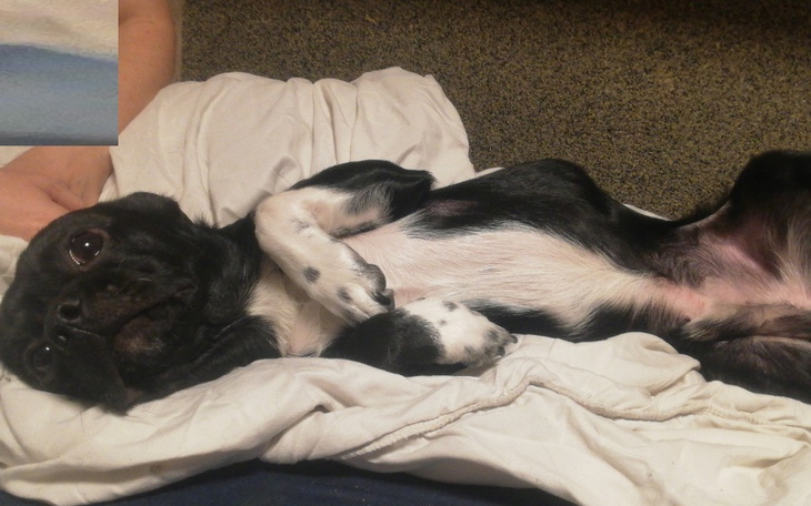 Zbiórka Pilne Zbieram na leczenie psa. - zdjęcie główne