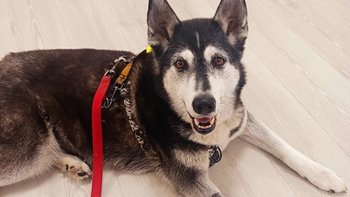 Zbiórka Razem uśpijmy chłoniaka Atenki - miniaturka zdjęcia