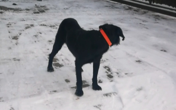 Zbiórka Leczenie zimowego przybłędy - zdjęcie główne