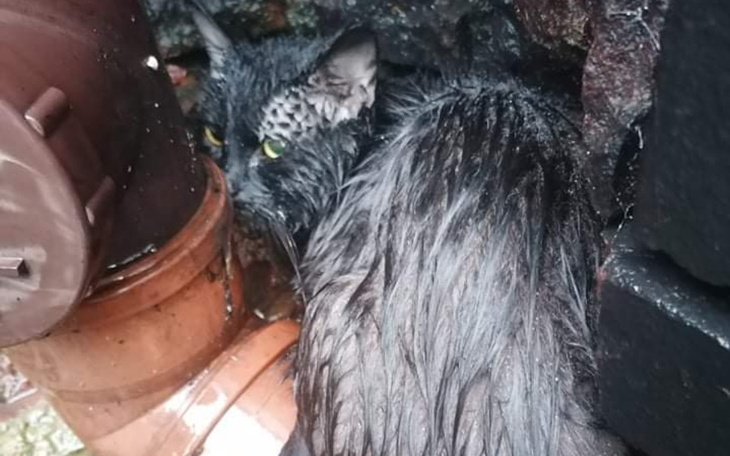 Zbiórka Czaruś panleukopenia - zdjęcie główne