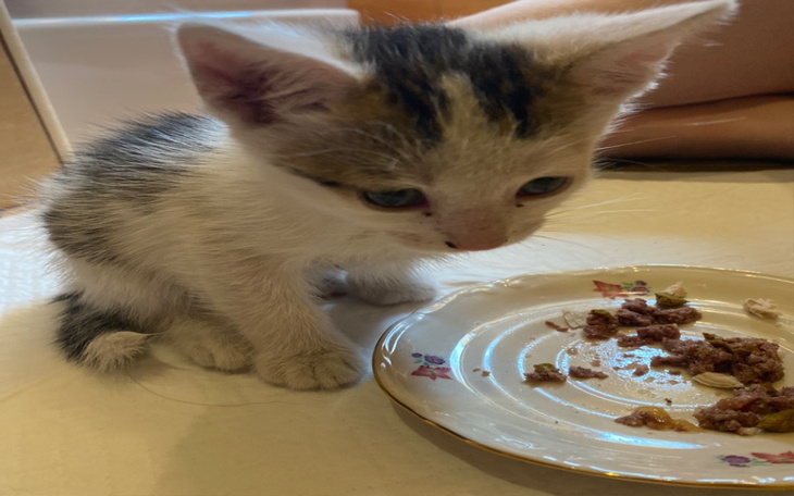 Zbiórka Leczenie znalezionego kotka - zdjęcie główne
