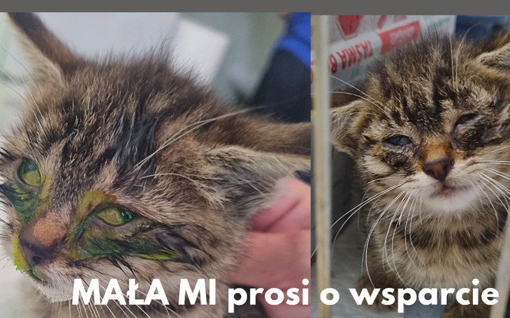 Zbiórka Pomoc dla chorej Małej Mi - zdjęcie główne