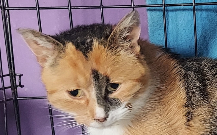 Zbiórka Karmelka i bezimienne - zdjęcie główne