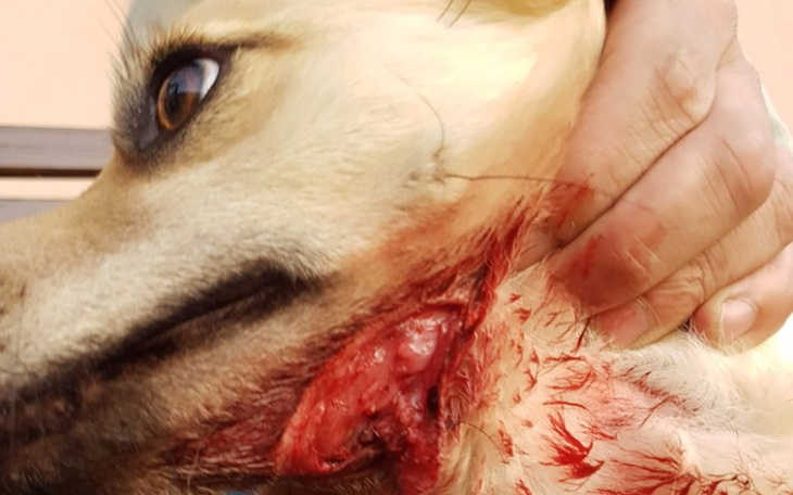 Zbiórka Gizmo z poderżniętym gardlem - zdjęcie główne