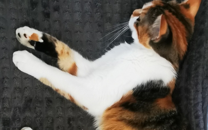 Zbiórka Chirurgiczna stabilizacja - zdjęcie główne