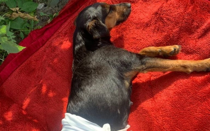 Zbiórka Szpileczka Bardzo Dziękuję - zdjęcie główne