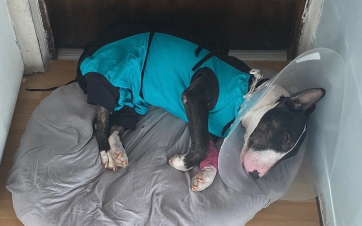 Zbiórka Operacja Bolo - babeszjoza - zdjęcie główne