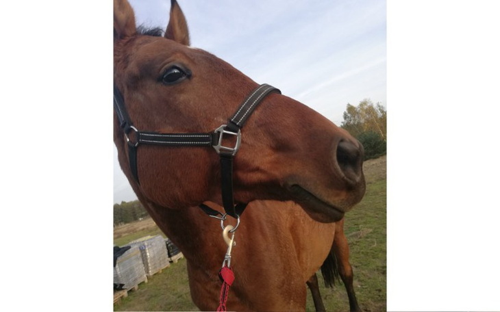 Zbiórka wymarzone siodło jeździeckie - zdjęcie główne