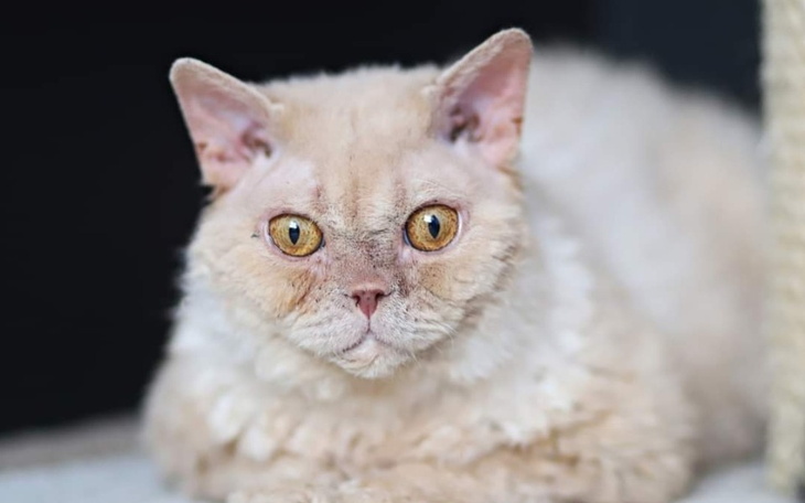 Zbiórka Koty z azylu potrzebują pomocy - zdjęcie główne