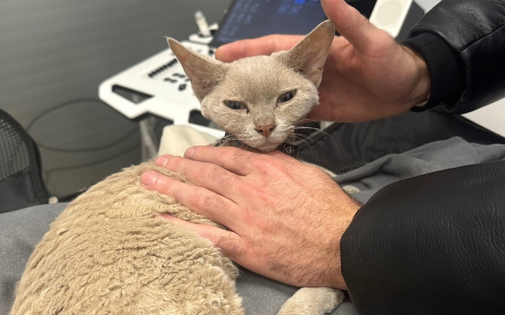 Kotek leży na kolanach, a ktoś głaszcze go ręką.