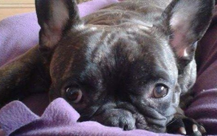 Zbiórka PAPI potrzebuje pomocy  !!!! - zdjęcie główne