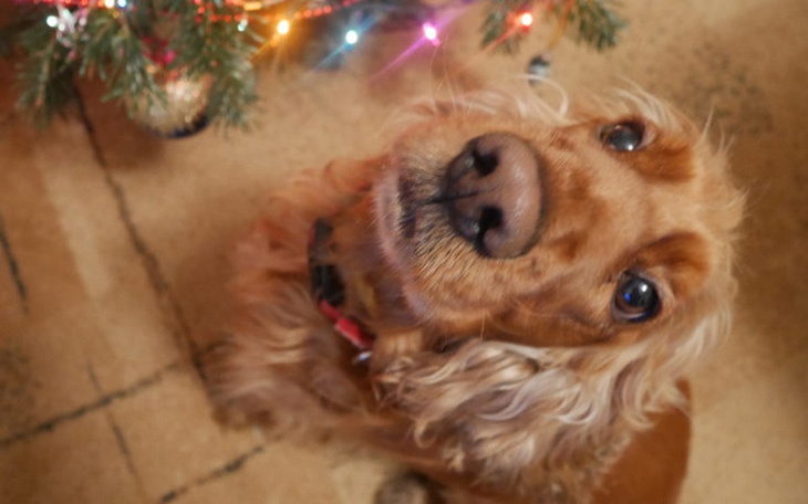 Zbiórka Marusia prosi o pomoc! - zdjęcie główne