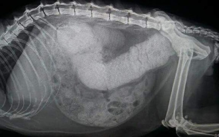 Zbiórka Zosia - walka o życie - zdjęcie główne