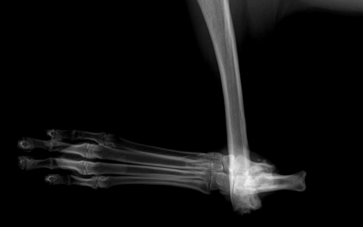 Zbiórka Bucki życie w ciągłym bólu - zdjęcie główne