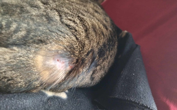 Zbiórka Karm i opiekuj się zwierzętami - zdjęcie główne