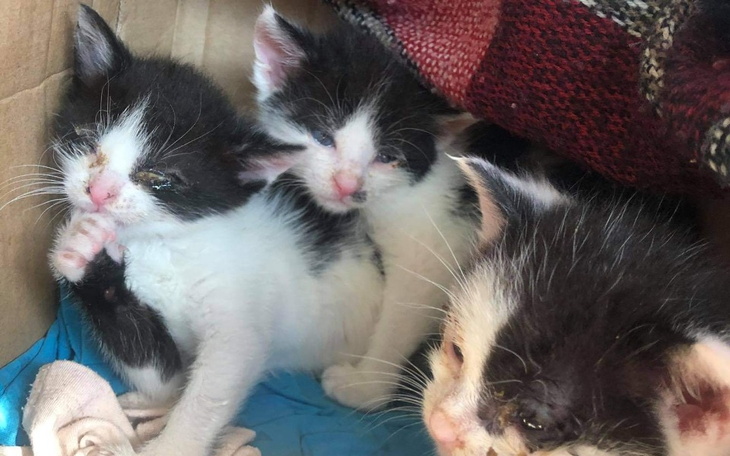 Zbiórka Ratujemy wywalone kocięta - zdjęcie główne
