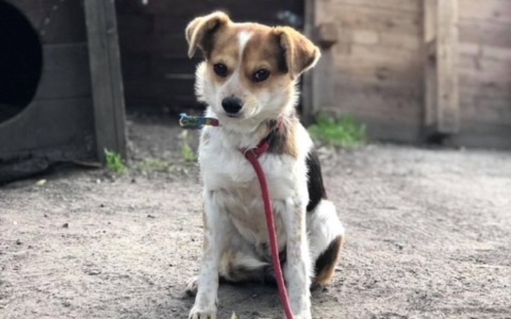 Zbiórka Pomoc dla Enoli - zdjęcie główne