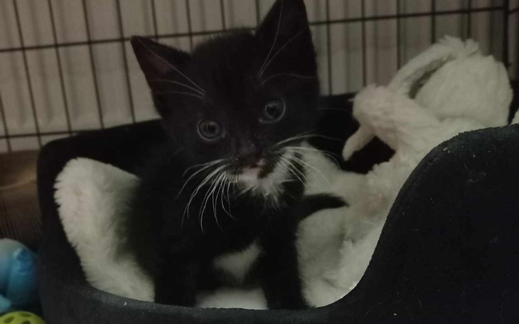 Zbiórka Na amputację łapki dla Kajtka - zdjęcie główne