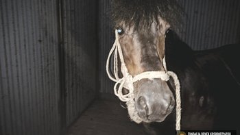 Zbiórka Jaskier jedzie na RZEŹ! POMÓŻ! - miniaturka zdjęcia