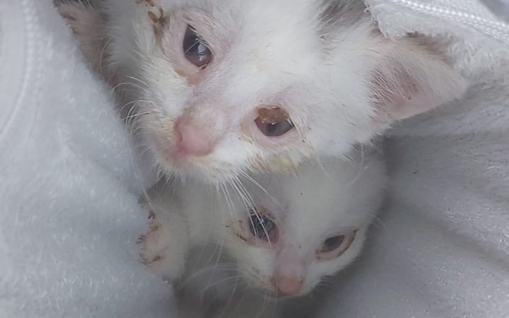 Zbiórka Walczymy o oczy kociaków - zdjęcie główne