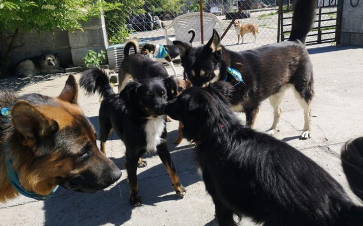 Zbiórka Wspomóż Krzykosiaki :) - zdjęcie główne