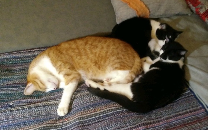 Zbiórka na koty Rudzika, Inkę ,mikusia - zdjęcie główne