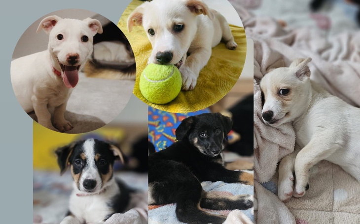 Zbiórka Na utrzymanie szczeniąt z obory - zdjęcie główne