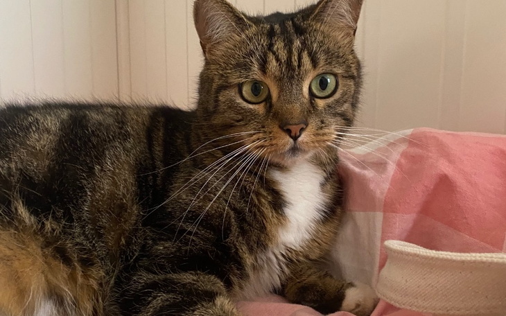 Zbiórka Balbinka - niewydolność nerek - zdjęcie główne