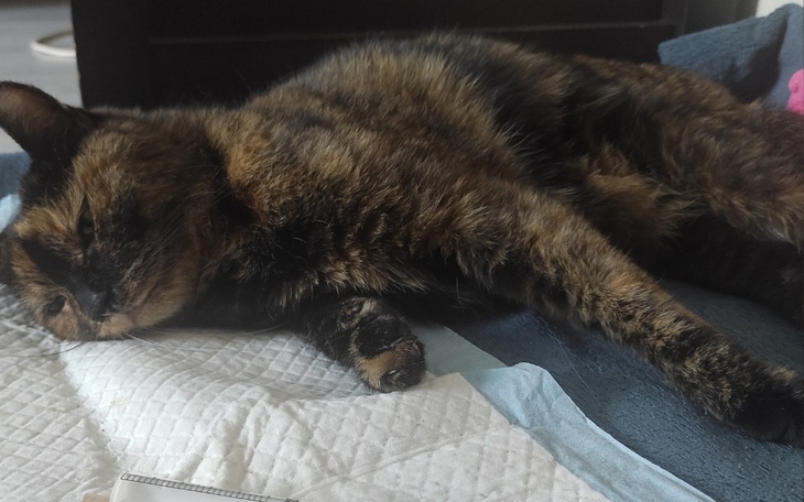 Zbiórka Operacja miednicy kotki - zdjęcie główne