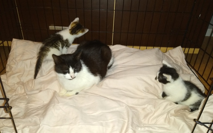 Zbiórka Leczenie kociej bezdomnej rodzi - zdjęcie główne