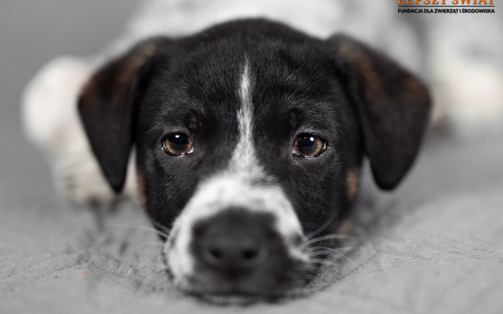 Zbiórka Marzenie pod psim Azorem - zdjęcie główne