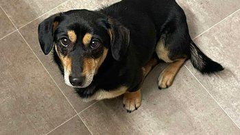 Zbiórka Ratujemy Mietka!Pilna operacja! - miniaturka zdjęcia