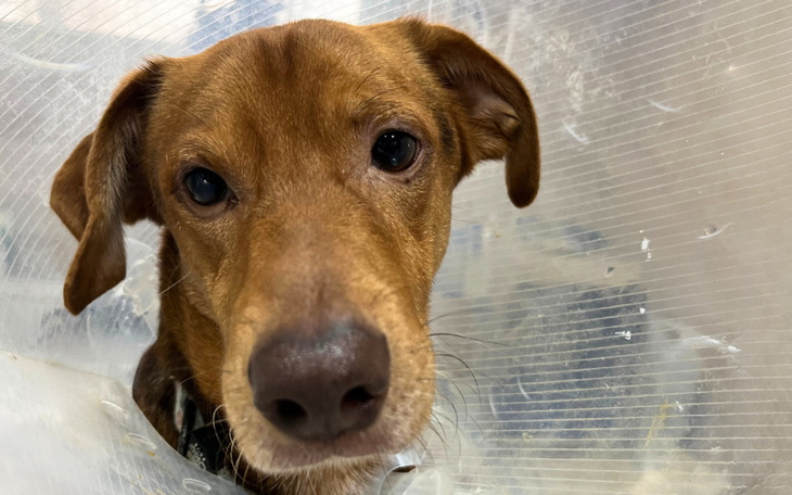 Zbiórka Pobity Rico chce żyć bez bólu - zdjęcie główne