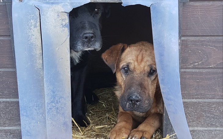 Dwa psy spoglądające z budy, wyglądające na przytulne.