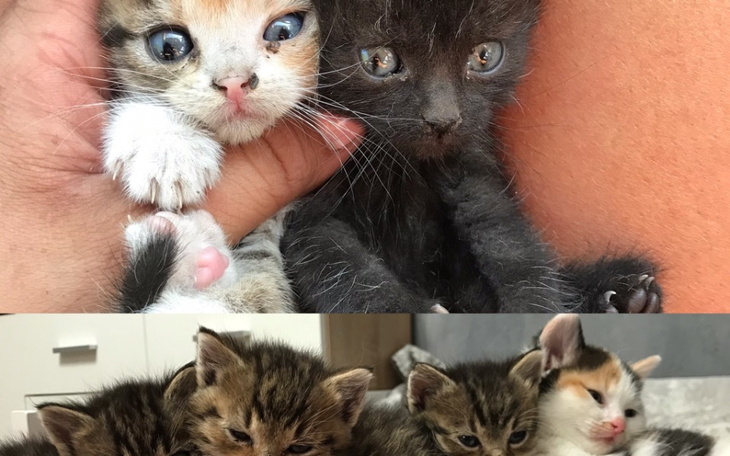 Zbiórka WyrzuconeBezMamyZbierajaNaZycie - zdjęcie główne