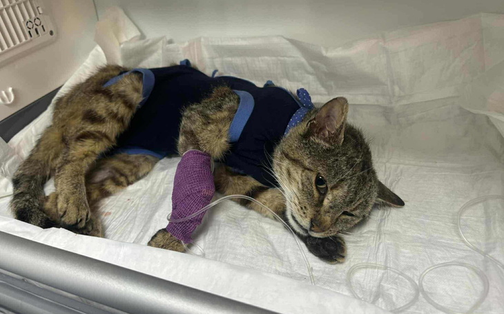 Chory kot leżący w szpitalu weterynaryjnym.