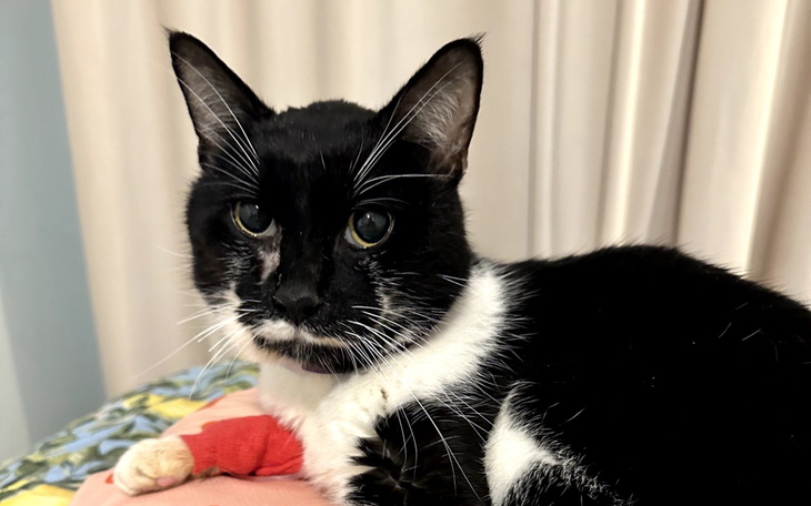 Czarny kot z białymi łatami, leży z opatrunkiem na łapie.