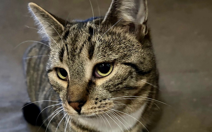 Zbiórka Czynsz- lokal dla Felvków XII/ I - zdjęcie główne