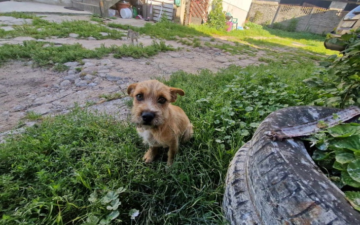 Zbiórka Pegi i Gufi proszą o grosik - zdjęcie główne