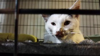 Zbiórka Uratujmy życie małego kocurka - miniaturka zdjęcia