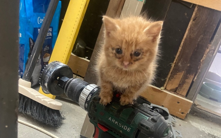 Zbiórka Na drapak dla kocicy Rudki - zdjęcie główne