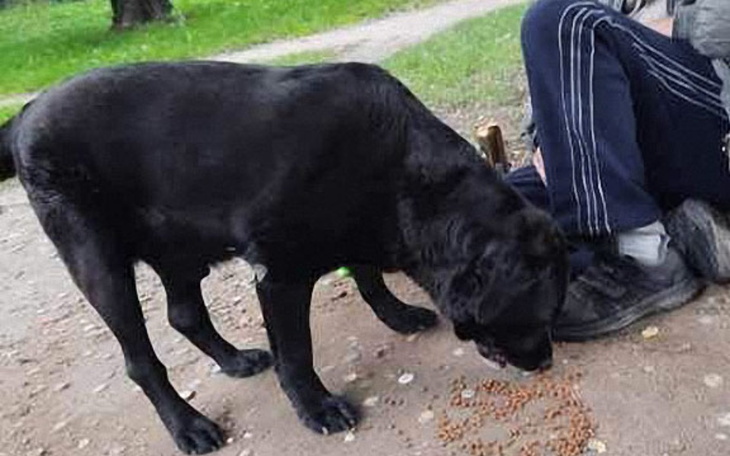 Zbiórka Dżekuś i psy z interwencji - zdjęcie główne