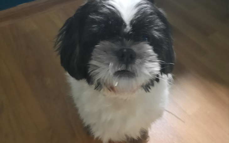 Zbiórka Na weterynarza dla Aslana - zdjęcie główne