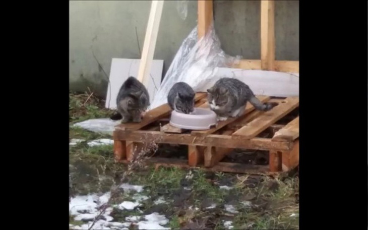 Zbiórka Pomoc dla kociaków z Oliwy! - zdjęcie główne