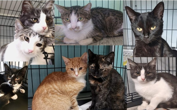 Zbiórka Pomoc kotom koteryjnym - zdjęcie główne