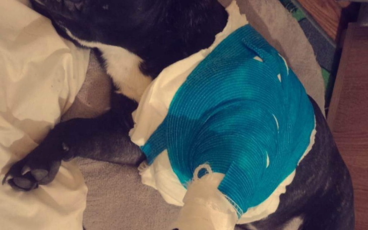 Zbiórka Zbieram na operacje dla Maji - zdjęcie główne