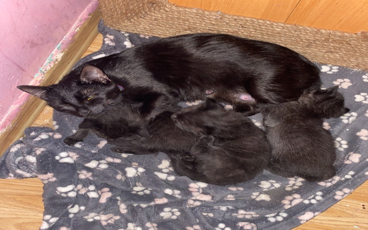 Zbiórka Odrobaczenie, szczepienie, karma - zdjęcie główne